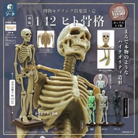 【予約受付終了】博物モデリング俱楽部・壱 1/12ヒト骨格 (再販) 【1BOX／4個入】《予約：2024年3月下旬発売予定》